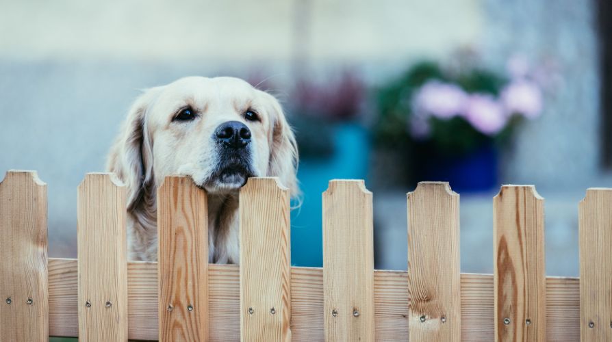 Practical Fencing Tips Every Pet Owner Should Know